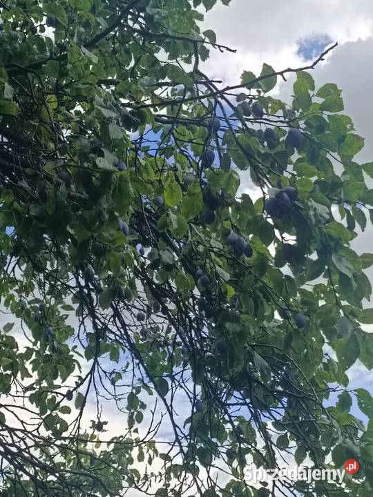Śliwka wegierka Smoleń sprzedam