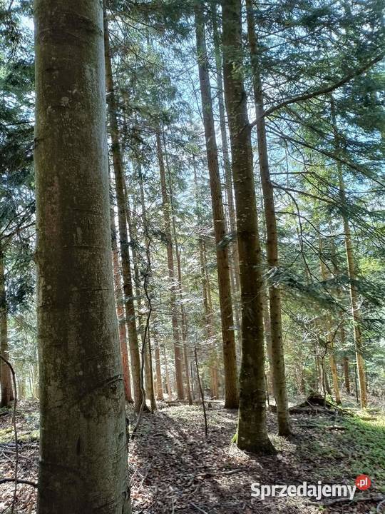 Sprzedam Las działkę 12ha Sprzedaż