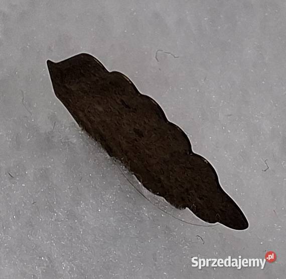 Listek z drzewka pomyślności 67x12mm Kreatywne Czeladź