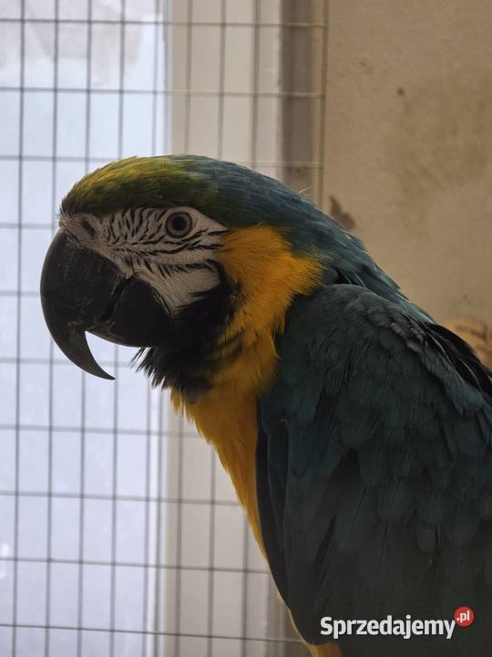 Ara ararauna Częstochowa