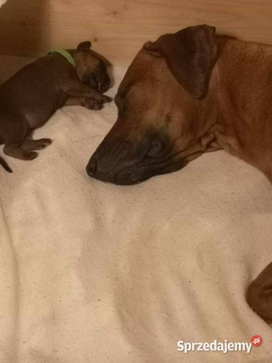 Rhodesian Ridgeback szczenięta Pozostałe Młochów sprzedam