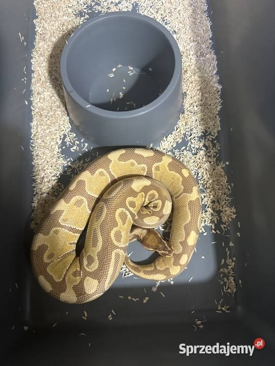 Sprzedam zamienię Gdynia sprzedam