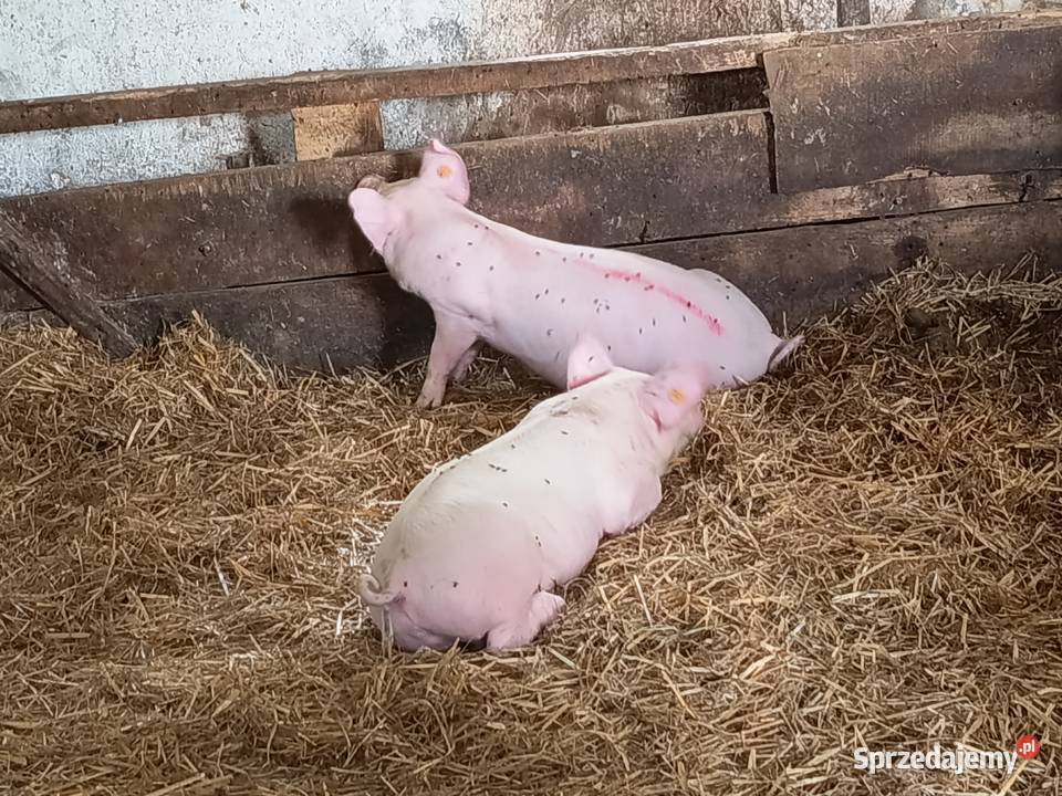 Sprzedam prosięta