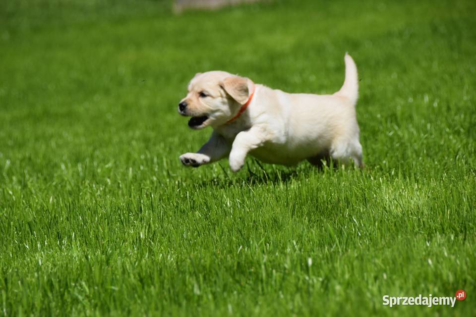 Szczenięta golden retriever ZKWP FCI mazowieckie Łochów sprzedam