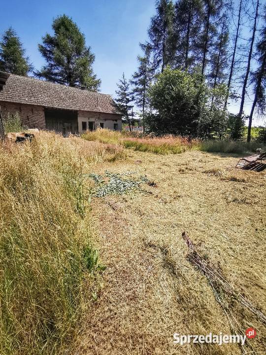 Koszenie KOSĄ SPALINOWĄ działek ogrodów wysokiej Częstochowa prace ogrodowe