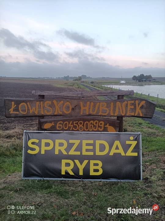 Sprzedam ryby Karp Amur Tołpyga Szczupak