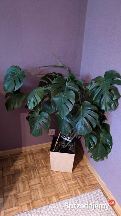 Monstera olbrzymia Zielone Tychy