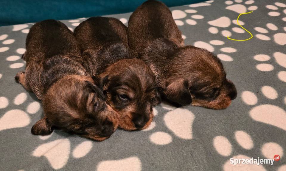 Przepiękne jamniki szorstkowłose