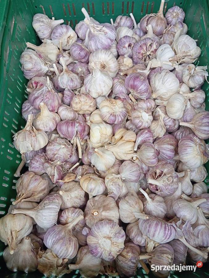 Czosnek polski Proszowice sprzedam