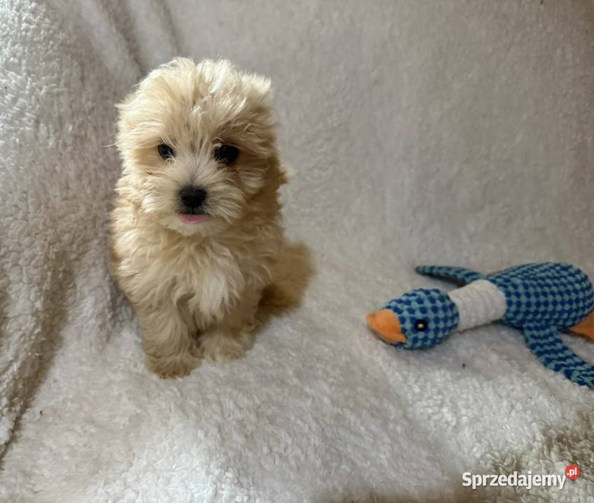 Maltipoo malutkie Maltańczykpudel toy