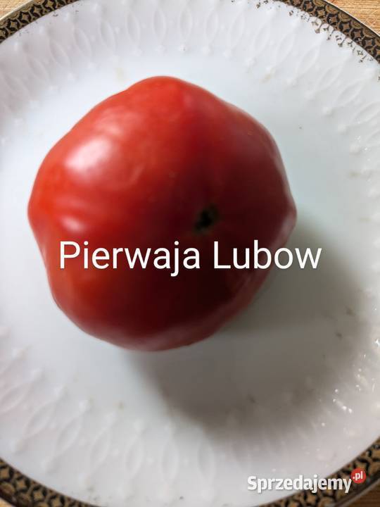 Pierwaja Lubow Pomidor rosyjski nasiona kolekcja Kraków