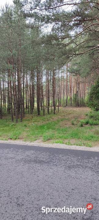 Działka leśna 242 ha całkowitym wyrębie drzew Daniłówka Druga