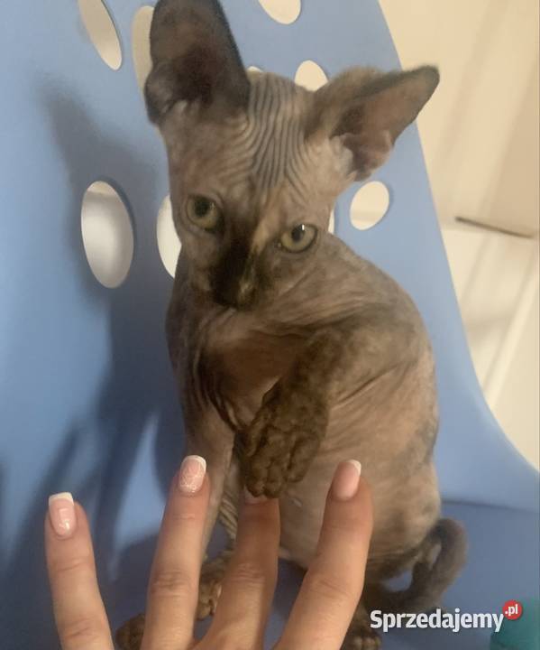 Sfinks Kanadyjski Do odbioru koteczką Rodowód wielkopolskie Leszno sprzedam