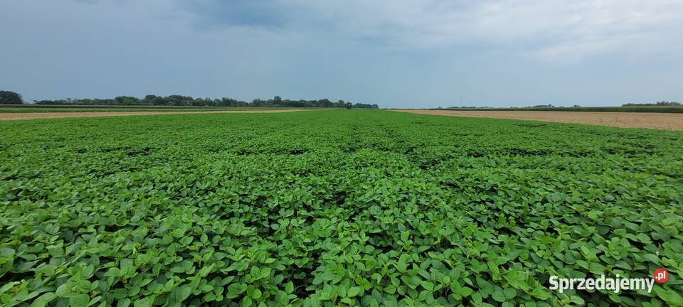 Soja magnolia Przybysławice