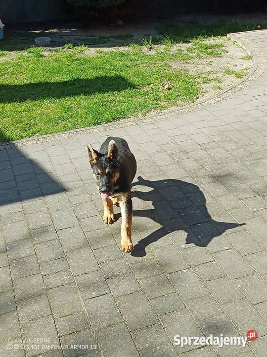 Owczarek niemiecki uzytkowy Brąszewice