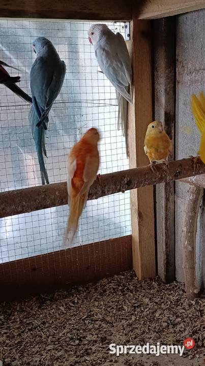 Sprzedam papugi Świergotki seledynowe Stary Drzewicz