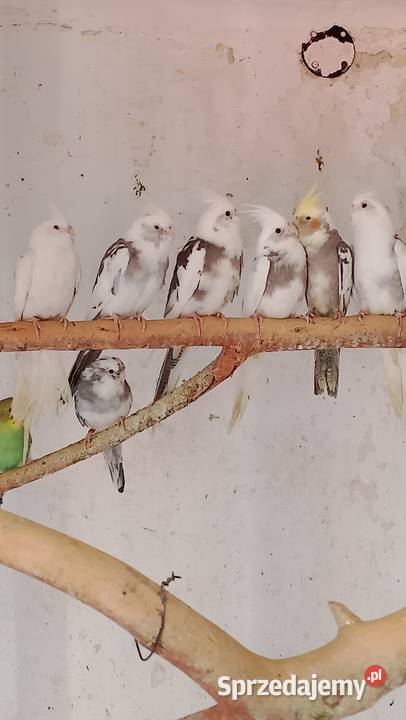 Nimfy stado 8 Strzeleczki