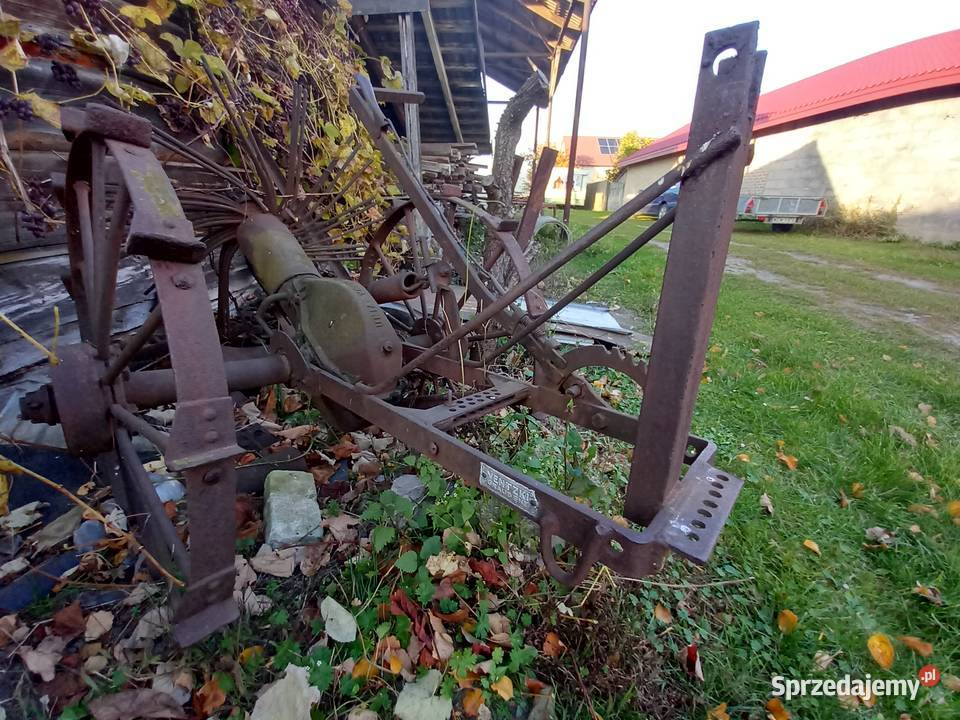 kopaczka gwiasdzista Pozostałe Tczów sprzedam