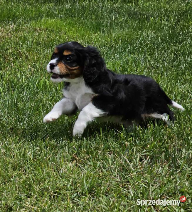 Cavalier King Charles Spaniel szczenię FCI