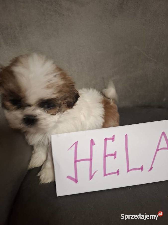 Shih tzu z wielopokoleniowym rodowodem Shih Tzu Gostyń