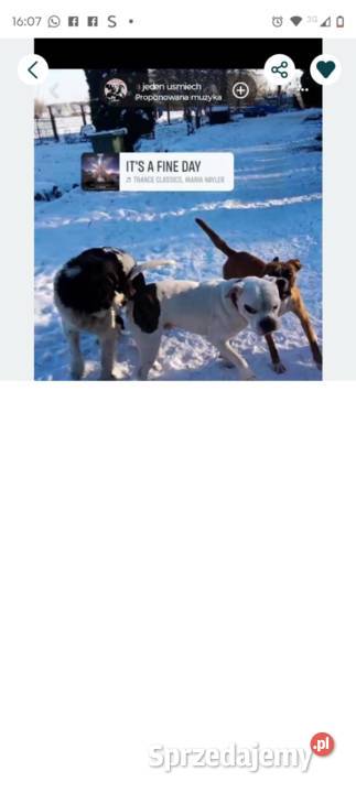 Bokser szczeniaczki pomorskie Starogard Gdański