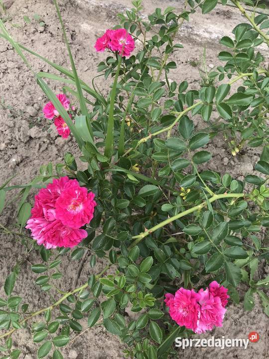 RÓŻA PNĄCA RÓŻOWA Stara Błotnica