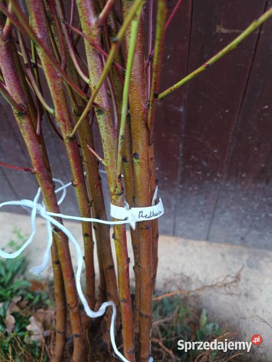 Sprzedam zdrowe silne sadzonki drzewek owocowych Szczecinek