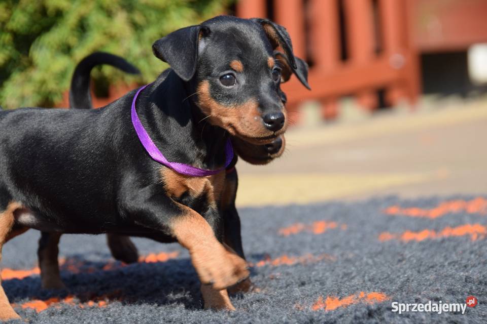 Szczenięta Pinczer Miniaturowy ZKWP fci Zwierzęta Łochów