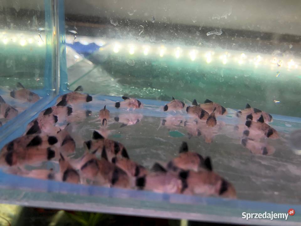 Kirys Panda sum Panda łódzkie Justynów