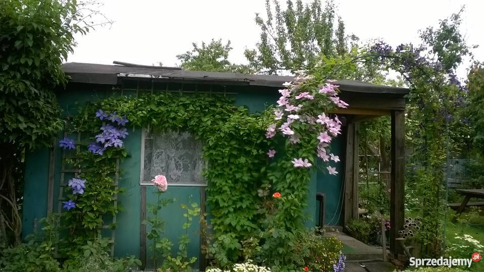 ogród działkowy ROD Szczecin Wyspa Pucka
