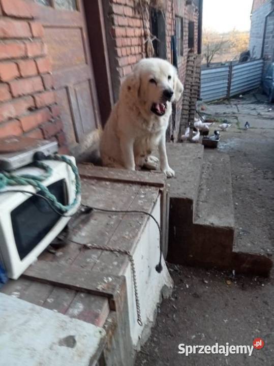 owczarek podhalański Wawrzeńczyce sprzedam