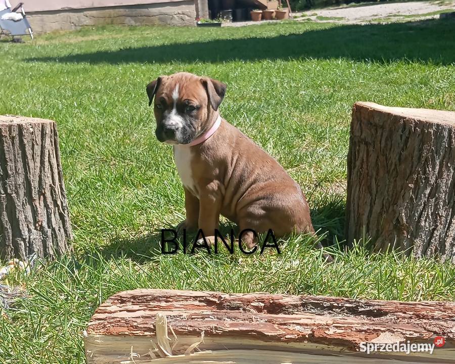 American Staffordshire Terrier Białystok sprzedam