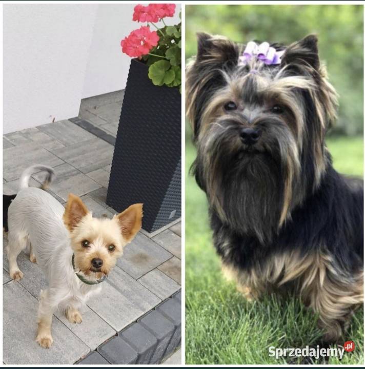 Yorkshire terrier śliczna sunia Poddębice