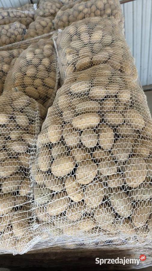 Ziemniaki Sadzeniaki Soraya Queen Anna Dębica