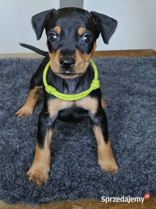 Pinczer średni szczenięta rodowodowe