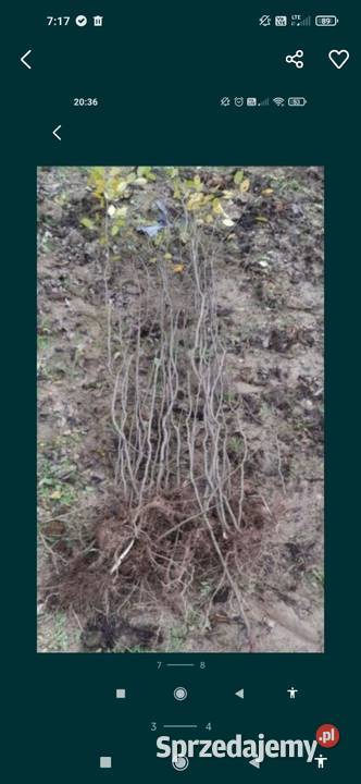 Grab sadzonki samosiejki Pozostałe