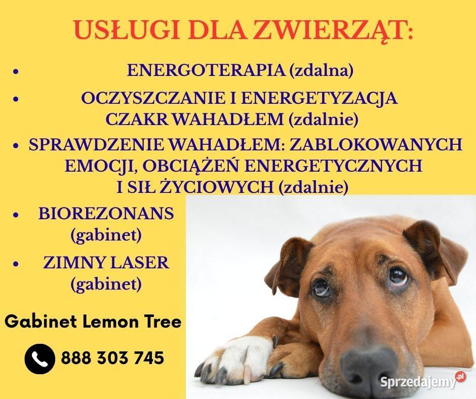 Energoterapia zwierząt zdalnie Komorniki