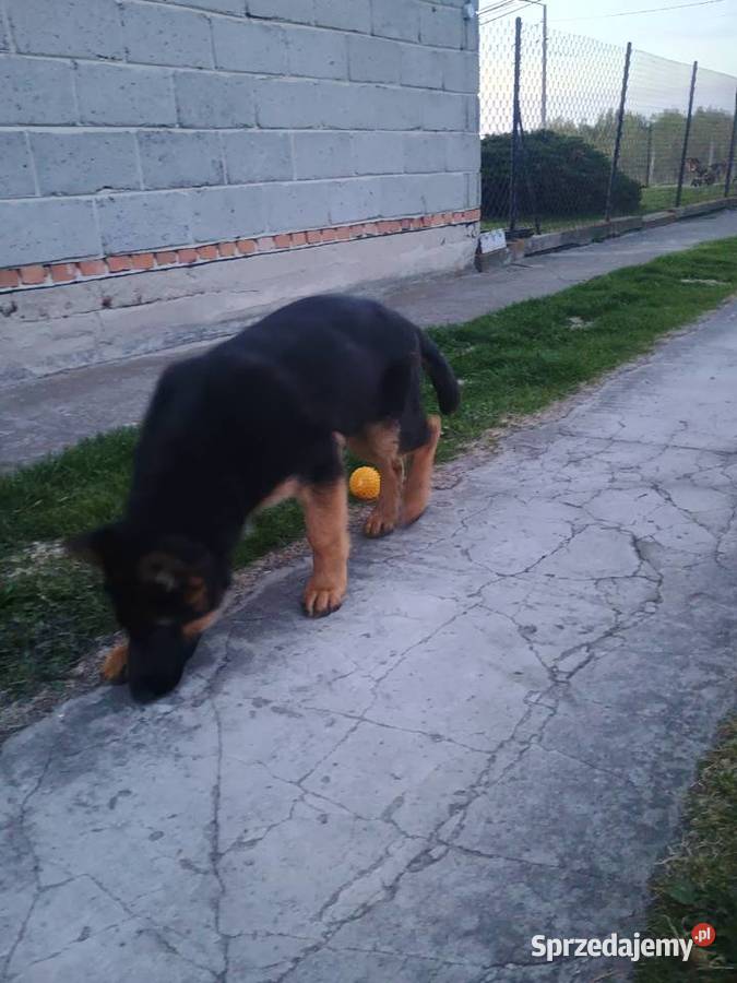 Owczarek niemiecki Wola Pieczyska sprzedam