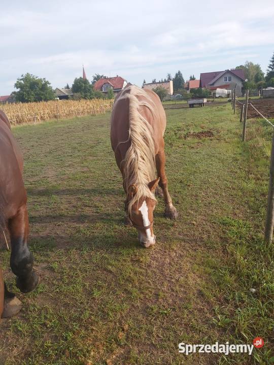 Klacz zimnokrwista pkz Kobierzyce