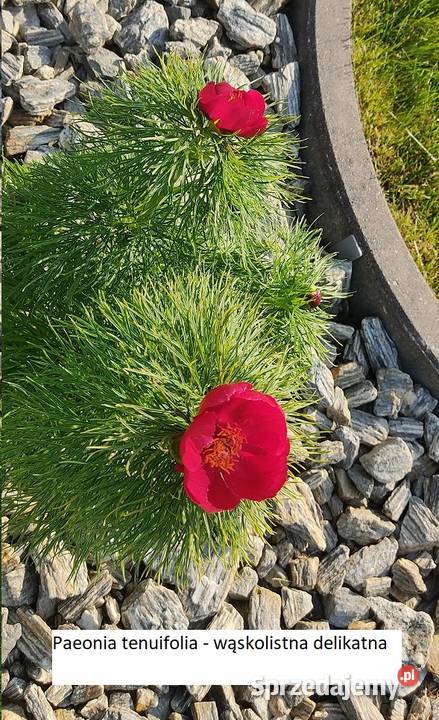 Piwonia delikatna opolskie Opole