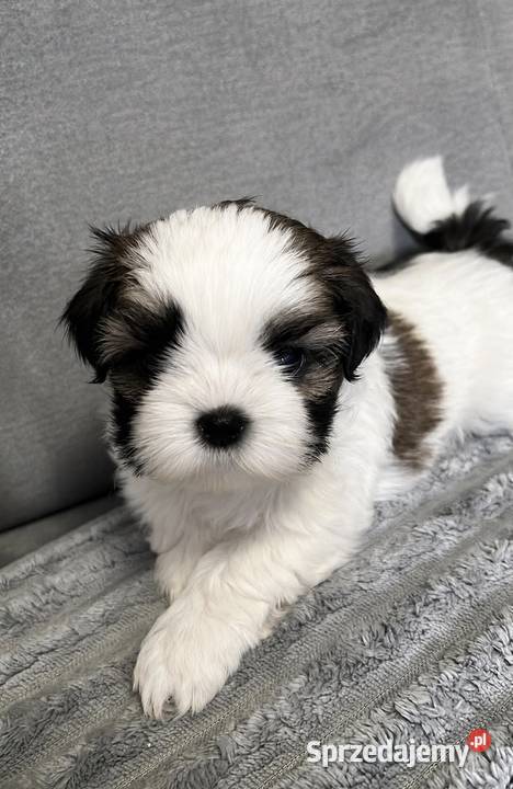 Shih Tzu suka dziewczynka przebadane pomorskie Chojnice