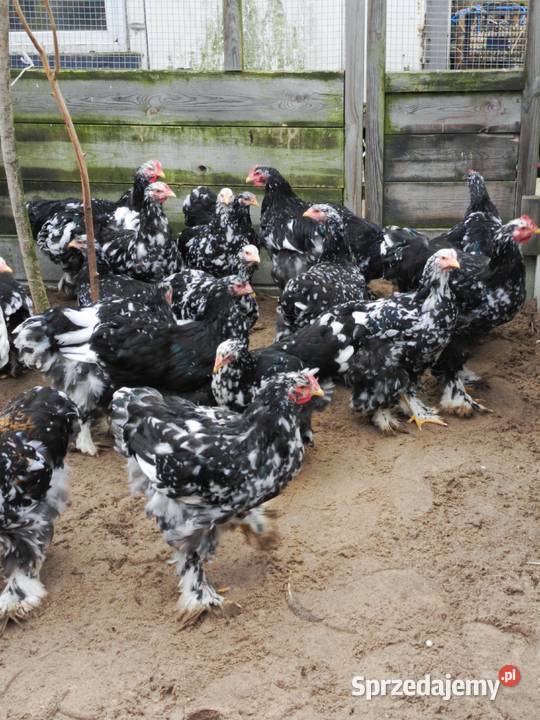 Kury Kochin Olbrzymi Pamiątkowo