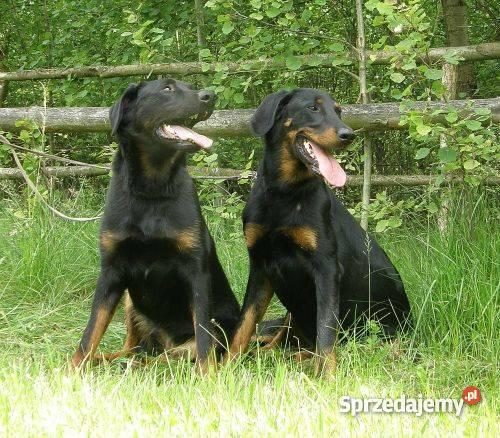 szczenięta owczarek francuski beauceron