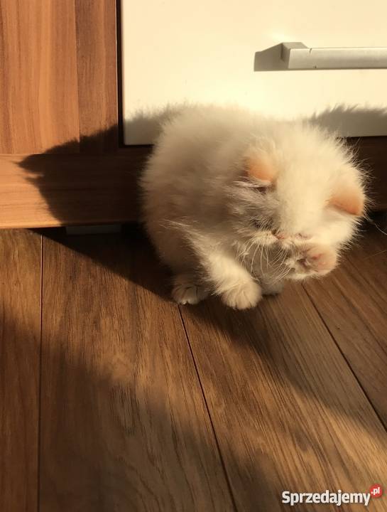 Kot perski persy Kędzierzyn-Koźle