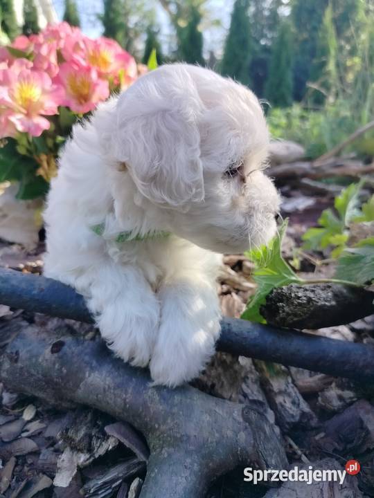 Maltipoo F1 Chojnice sprzedam