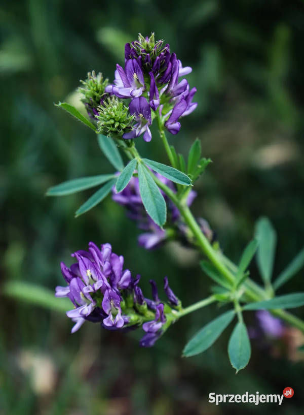 LUCERNA SIEWNA  Medicago sativa NASIONA 100g Nasiona