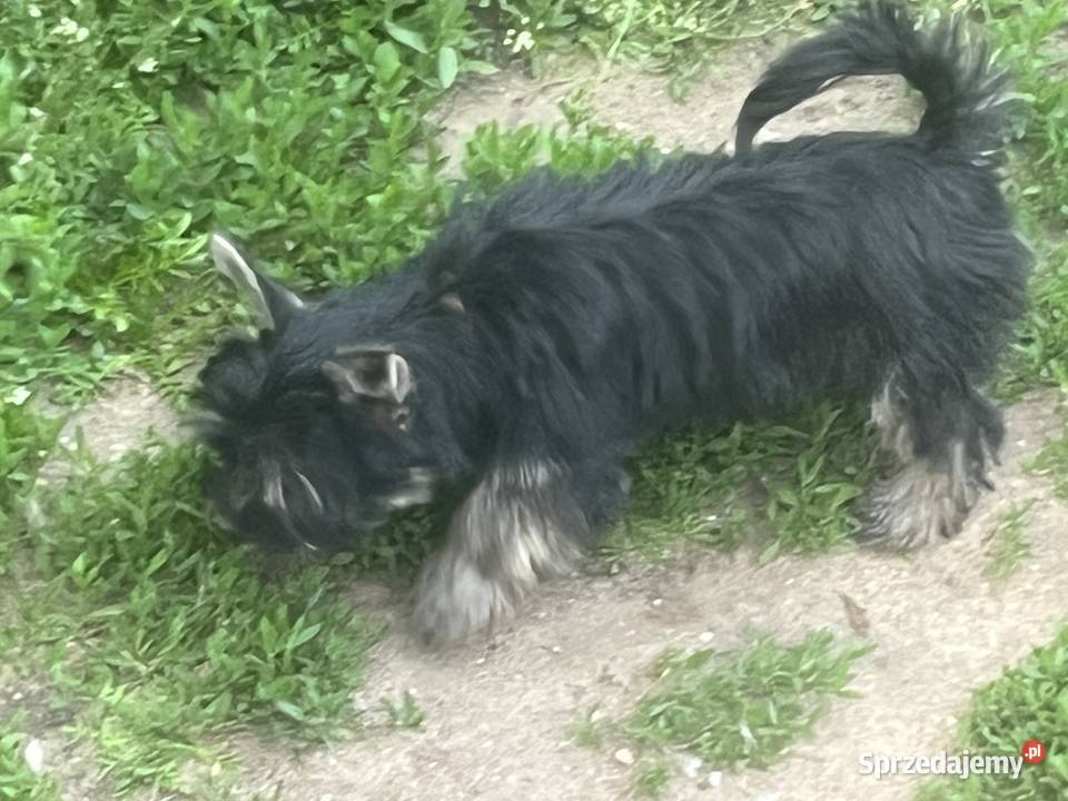 Piesek York Czarny Podpalany Zwierzęta Łomża