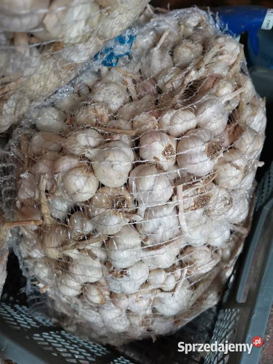 Czosnek Jarus Do sadzenia