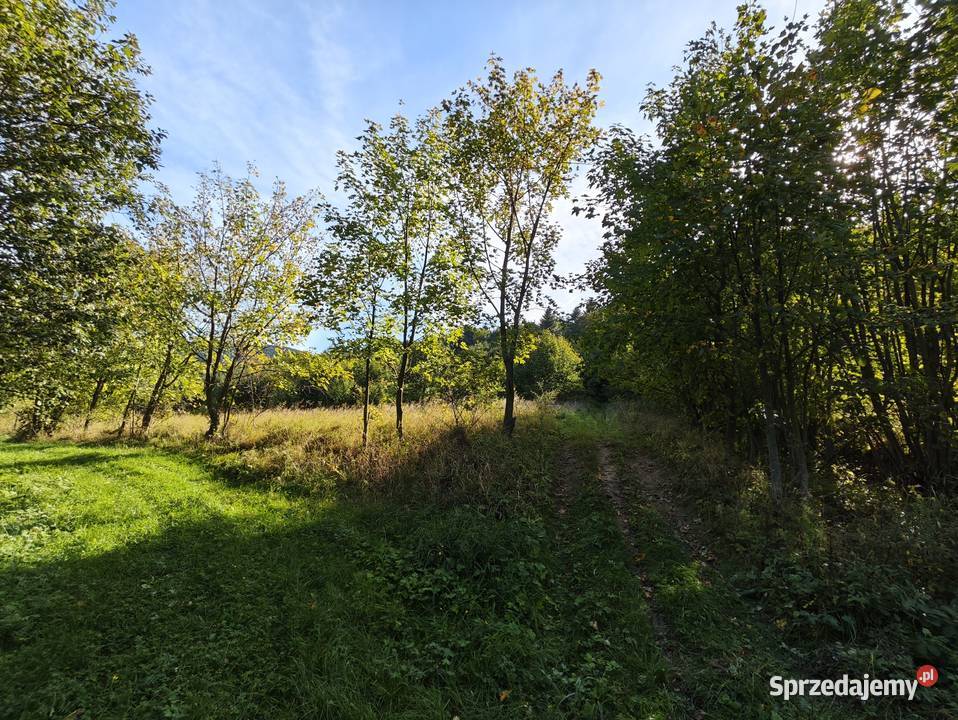 Działka leśnorekreacyjna 3 194 m Cergowa gm