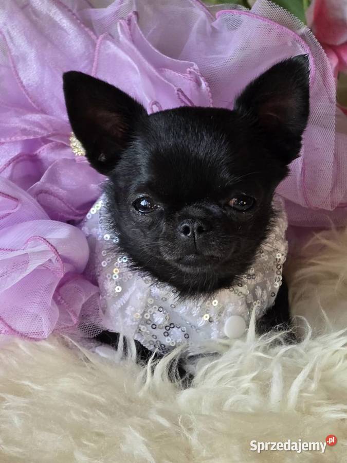 Chihuahua XS Mini Bielsko-Biała